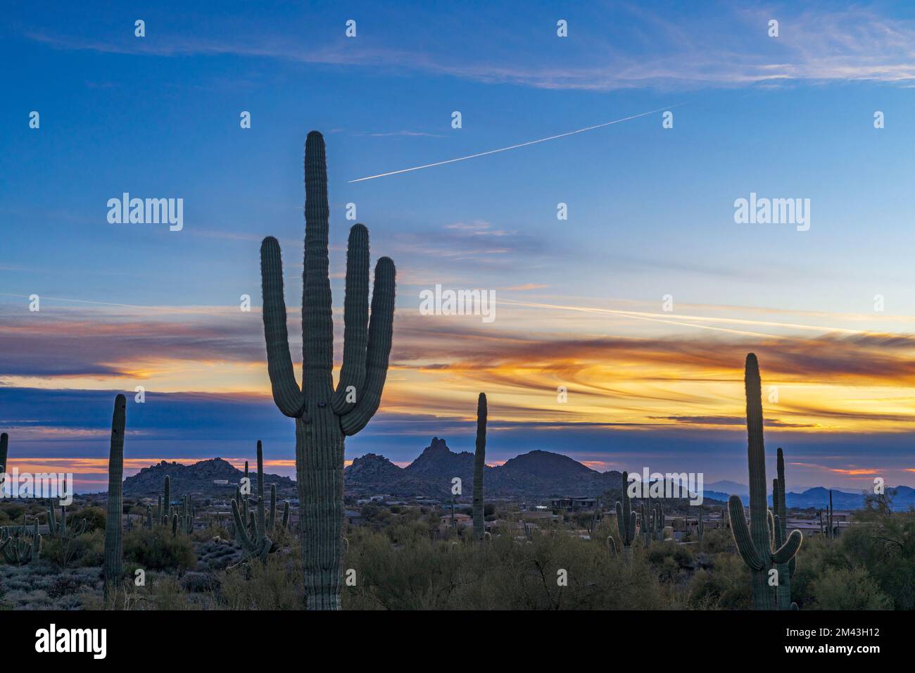 Wüstenlandschaft bei Sonnenuntergang in Scottsdale AZ mit Kaktus Stockfoto