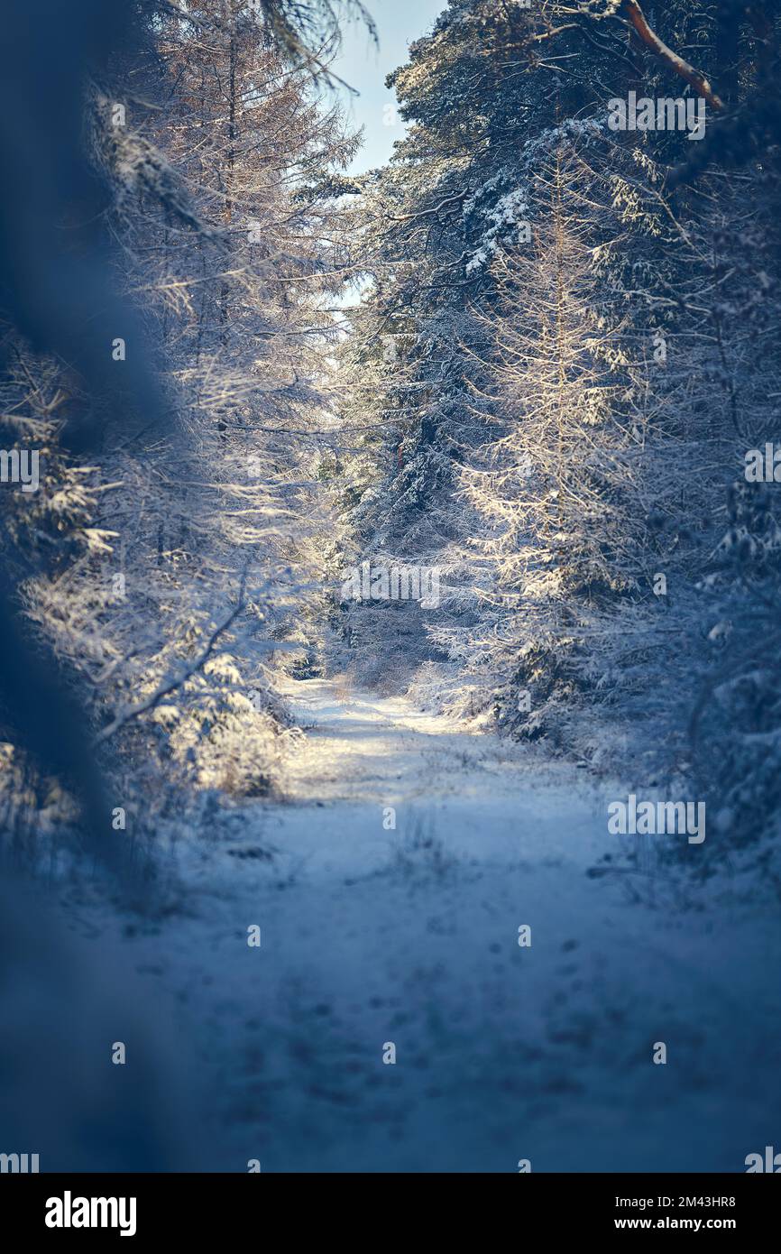 Schneeweg im Wald in Deutschland. Hochwertiges Foto Stockfoto
