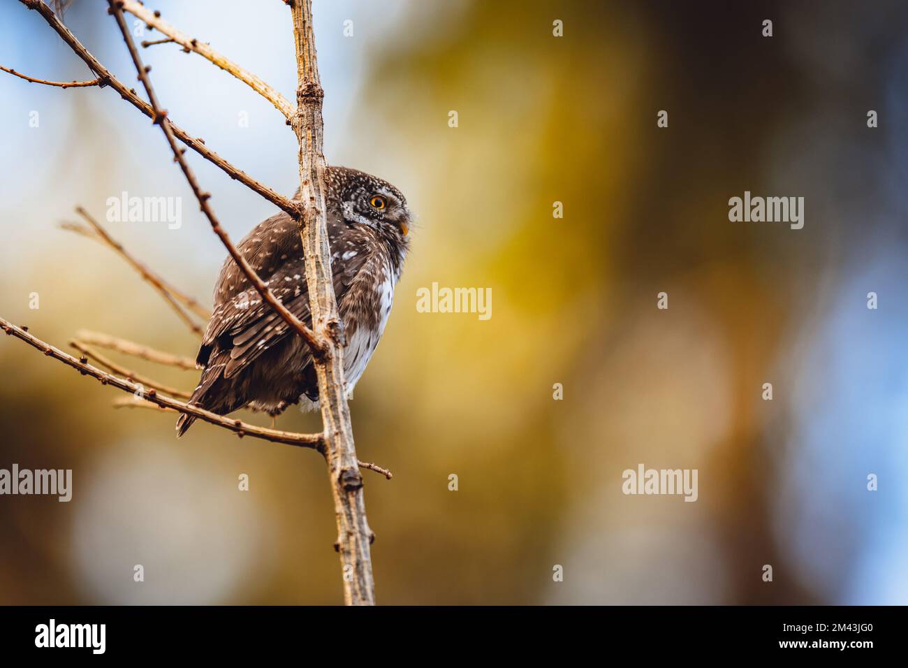 Die eurasische Zwergeule (Glaucidium passerinum), die bei Sonnenuntergang auf einem Zweig im Wald ruht. Detaillierte Seitenansicht. Stockfoto