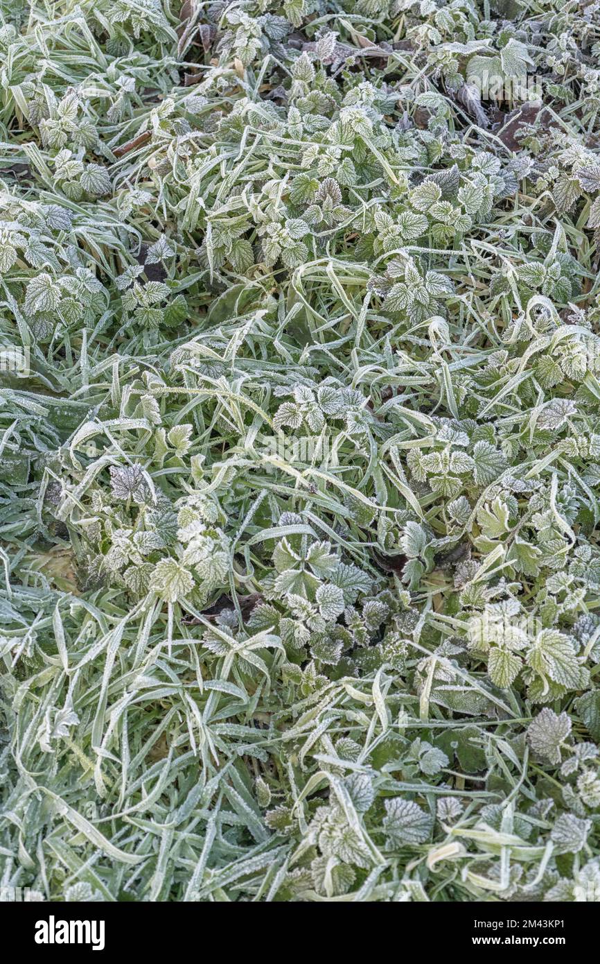 Nahaufnahme frostbelasteter Pflanzen im frühen Morgenlicht. Der Einsturz der gefrorenen Pflanzenblätter ist auf die Ausdehnung des Zellwassers und den anschließenden Einsturz der Wand zurückzuführen. Stockfoto