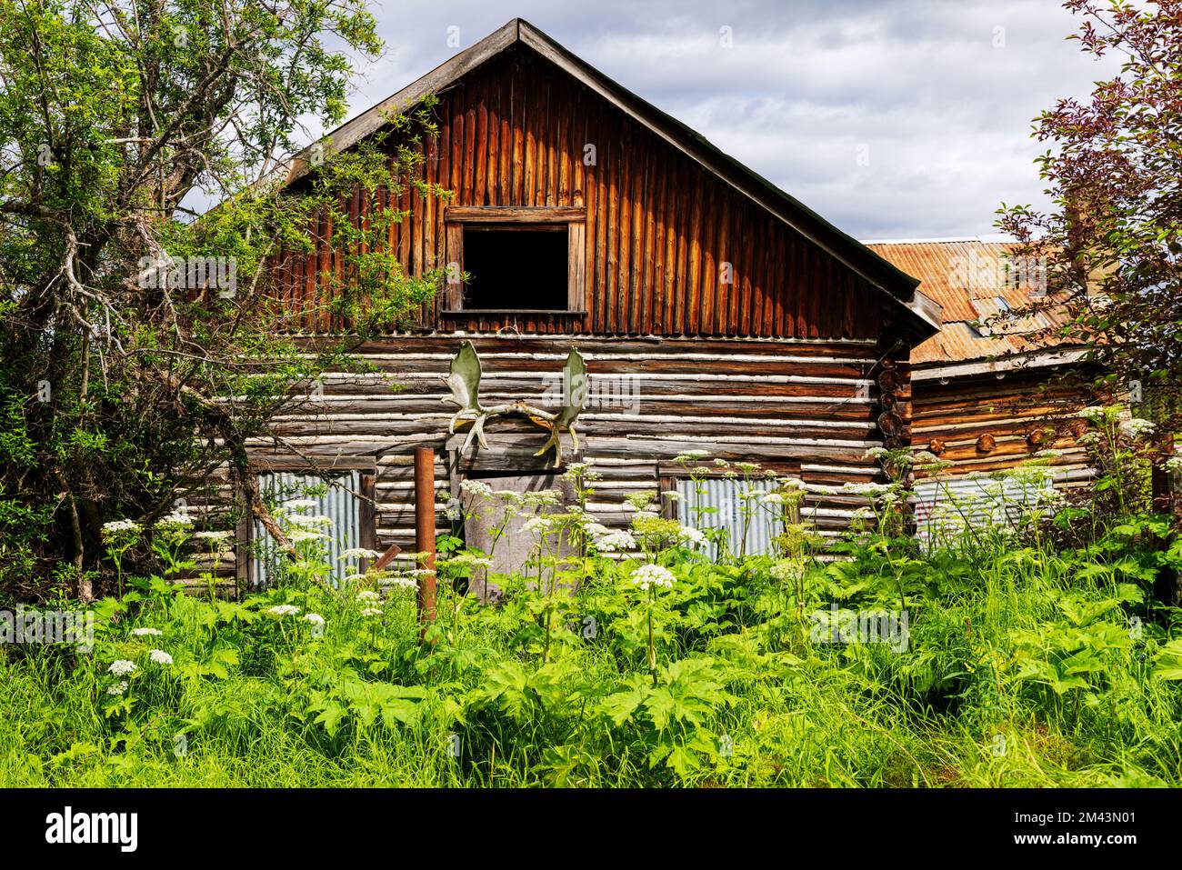 Elchgeweihe; rustikale und veraltete verlassene Blockhütte; Dease Lake; British Columbia; Kanada Stockfoto