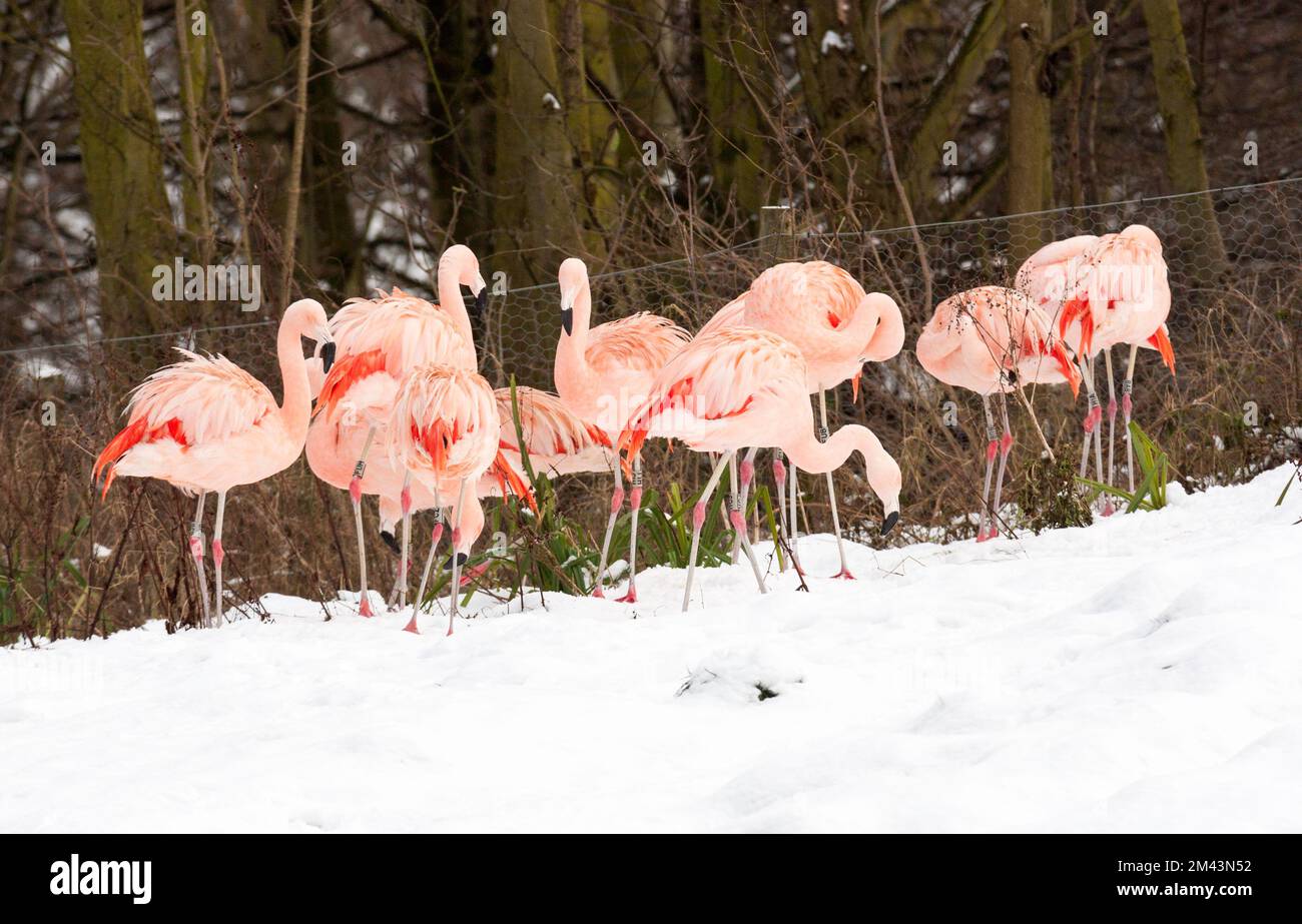 Blick auf Flamingos im Winter im Washington Wetland Centre im Nordosten Englands, Großbritannien Stockfoto