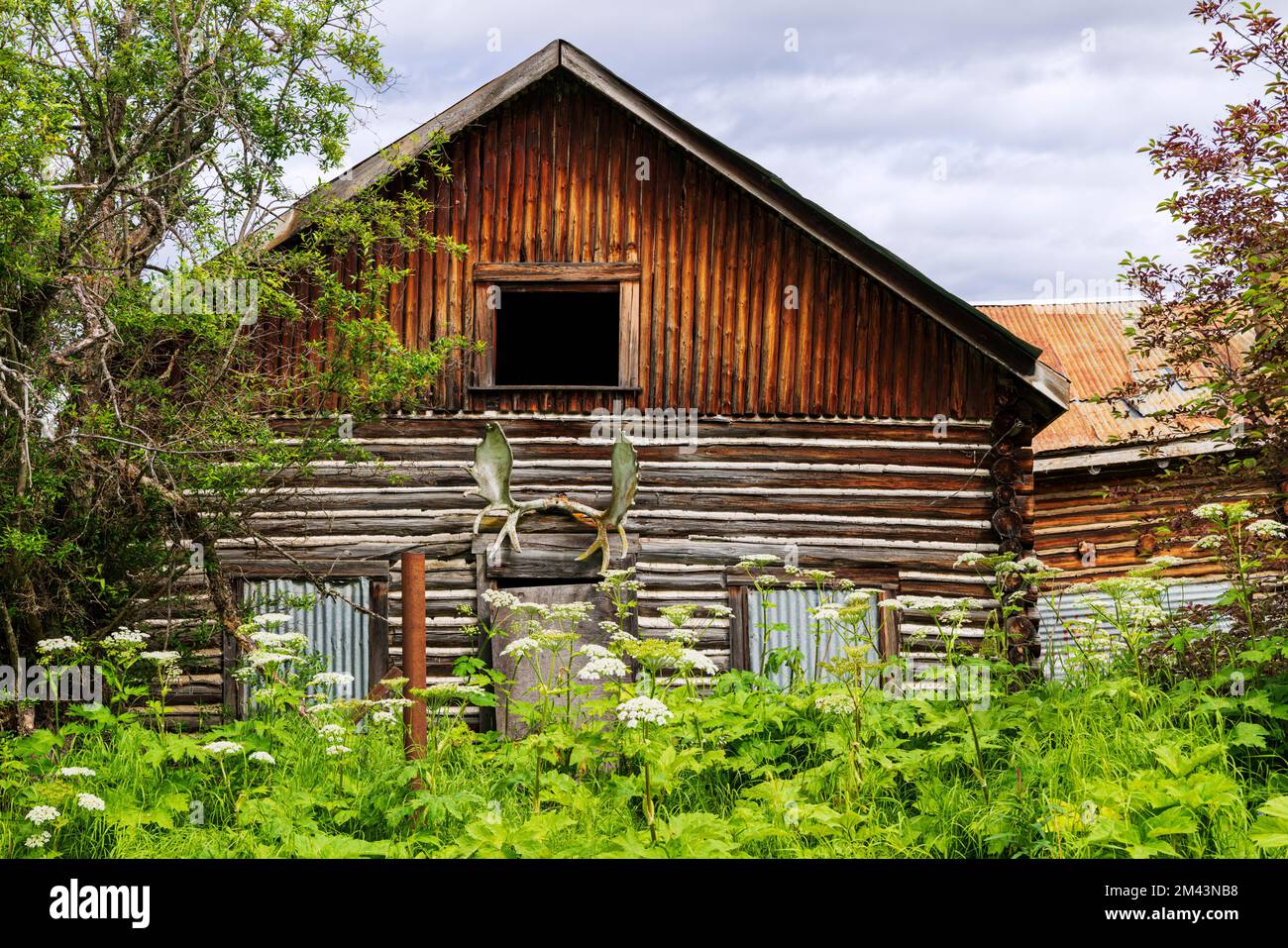 Elchgeweihe; rustikale und veraltete verlassene Blockhütte; Dease Lake; British Columbia; Kanada Stockfoto