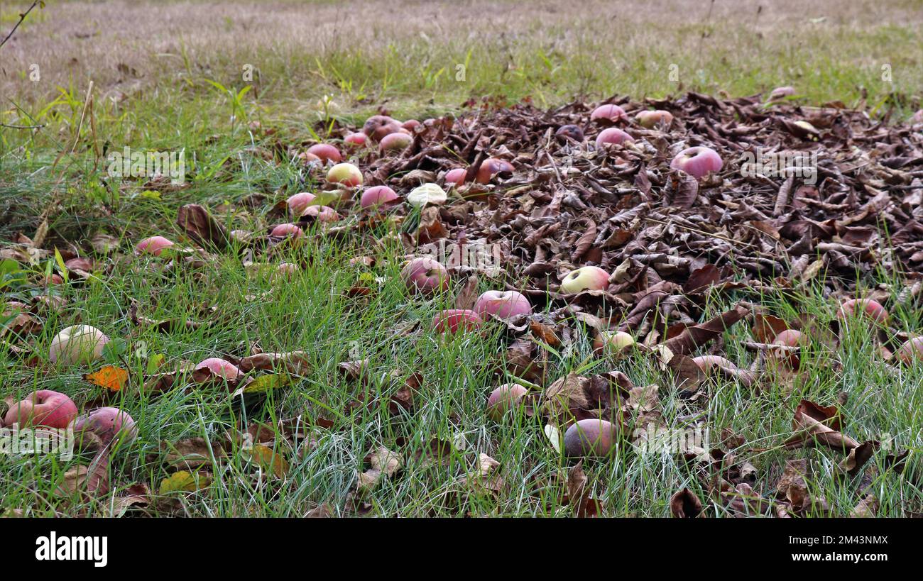 Heruntergefallene rosa reife Äpfel in einem Obstgarten auf dem Gras unter einem Baum mit trockener Laub, Herbst in einem Garten mit Früchten auf dem Boden Stockfoto