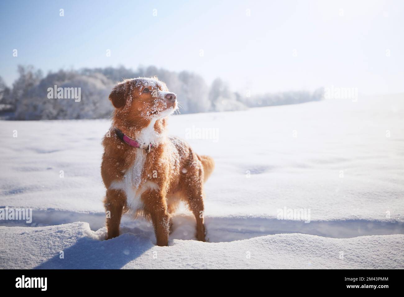 Glücklicher Hund beim Spaziergang im tiefen Schnee. Neuschottische Ente in Winterlandschaft. Stockfoto