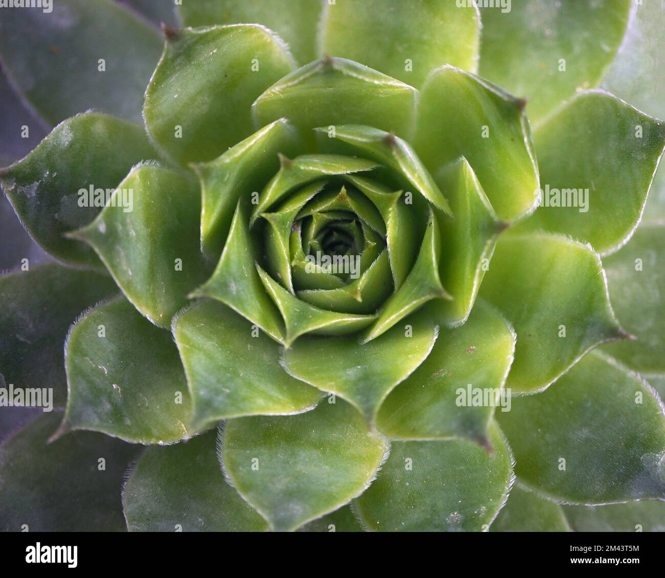 Tidewater-grüner Hintergrund. Tapete mit Kaktusmuster. Saftige Pflanzenmuster. Nahaufnahme eines türkisfarbenen Kaktus. Teal Cactus pflanzenblätter. Stockfoto