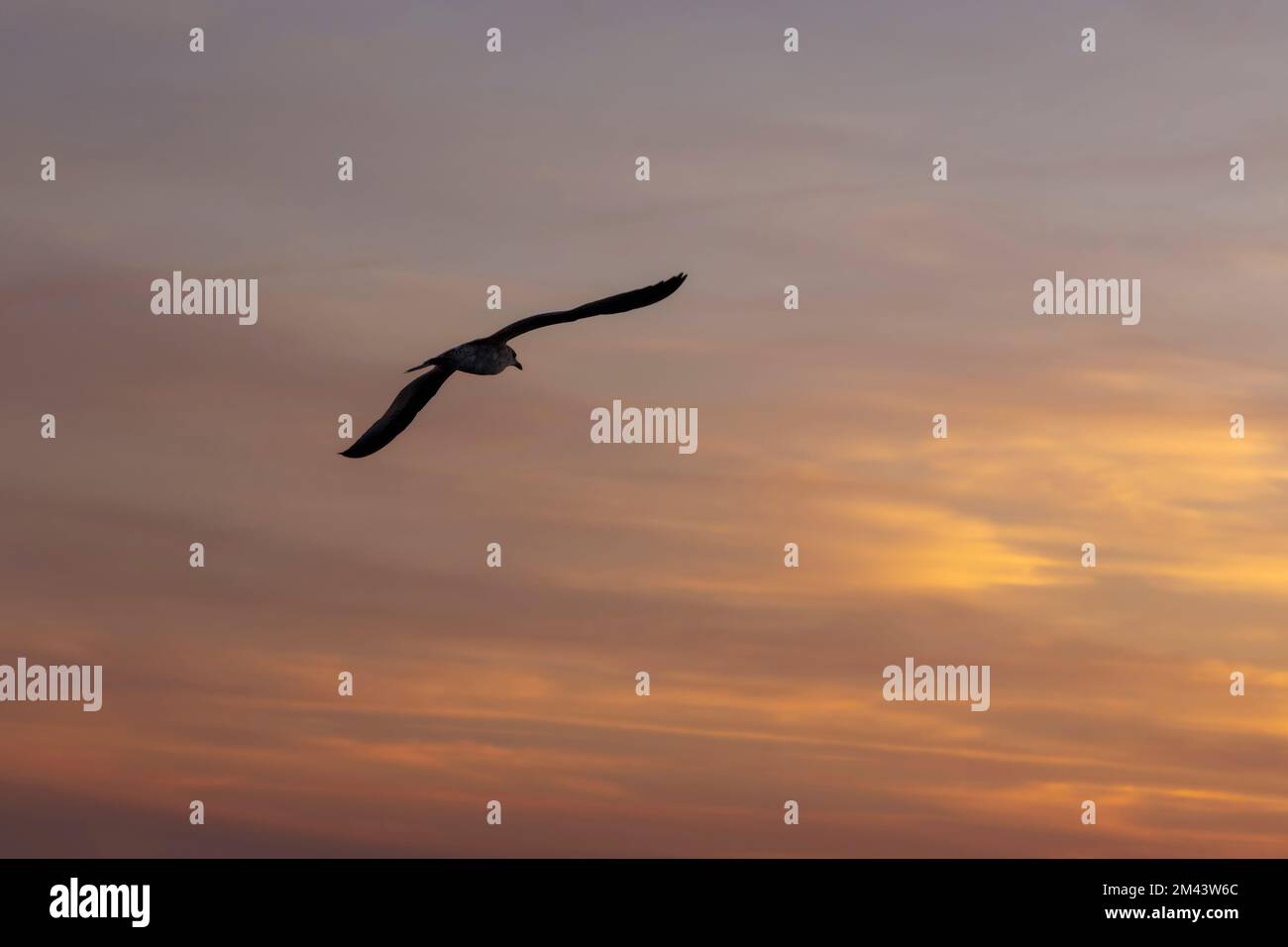 Silhouette einer Möwe im Flug vor dem Sonnenuntergang. Stockfoto