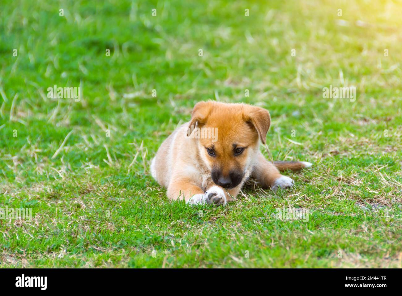 Der süße Hündchen einer gemischten Rasse liegt im Sommergras Stockfoto