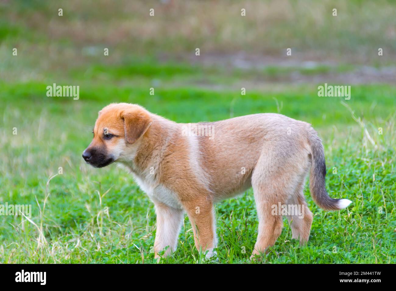 Niedliches Mischhündchen im Sommergras Stockfoto