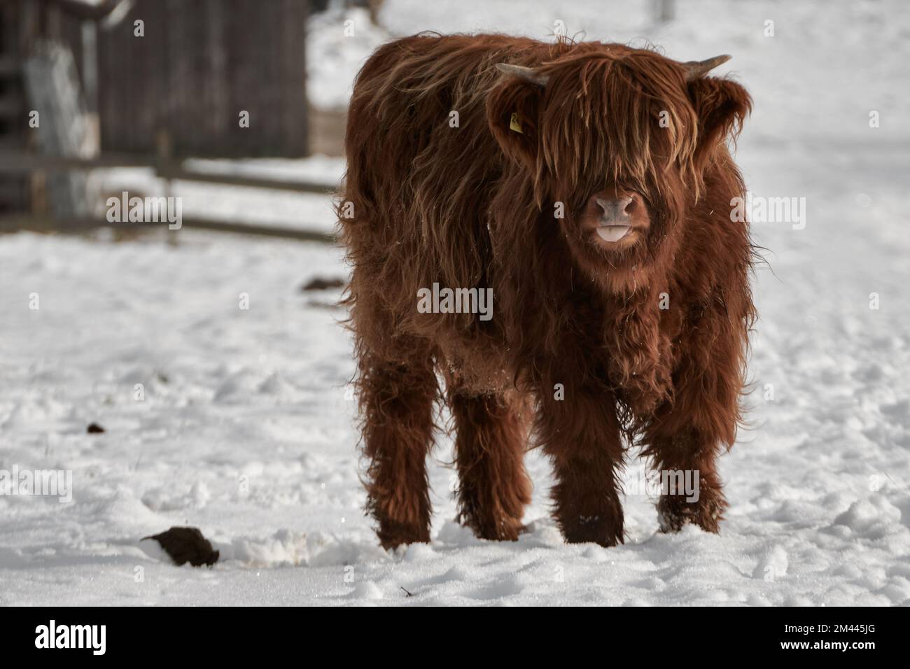 Highland-Kalb steht auf schneebedecktem Feld und ragt aus der Zunge heraus Stockfoto