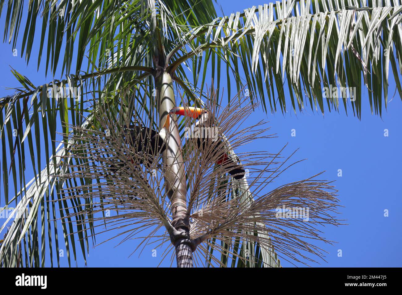 Ramphastos toco, oder Toucans, auf einer Jussara Palm, Euterpe Edulis