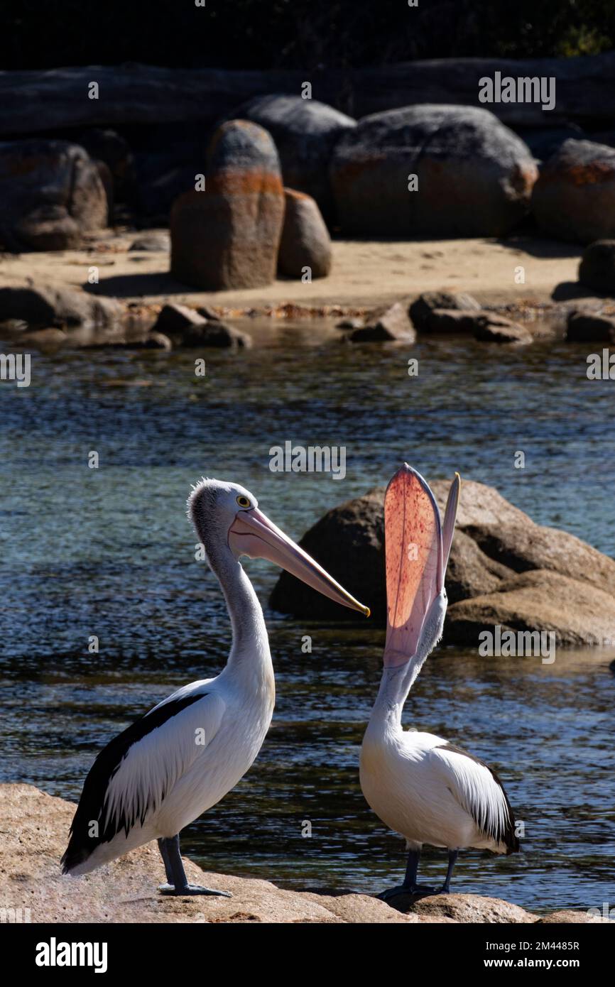 In der Binalong Bay, Bay of Fires, in Tasmanien, Australien, hebt Pelican seine große, runde Tasche nach oben und zeigt seine einzigartige Schablone Stockfoto