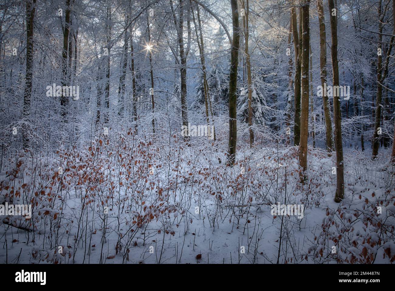 DE - BAYERN: Winterliche Szene im Farchet-Wald in Bad Toelz, Oberbayern Stockfoto