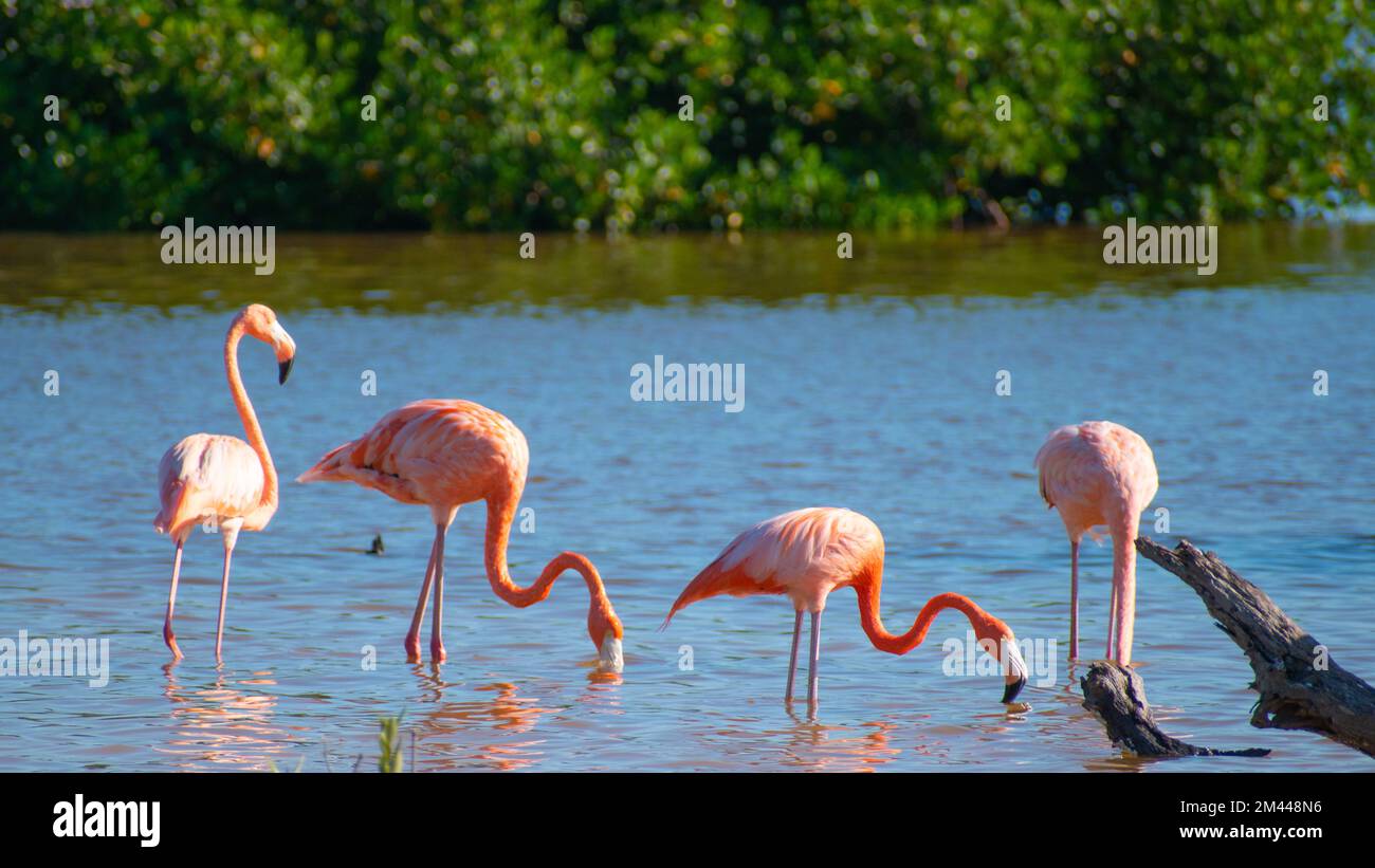 Flamingos in der Lagune. Stockfoto