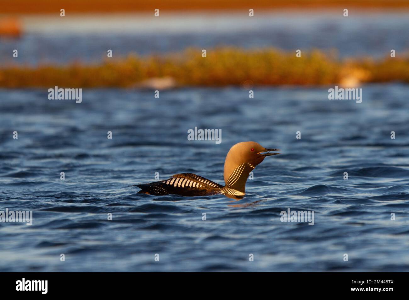 Ein erwachsener Pacific Loon oder Pacific Diver schwimmt in einem arktischen See, während er Arviat Nunavut anruft Stockfoto