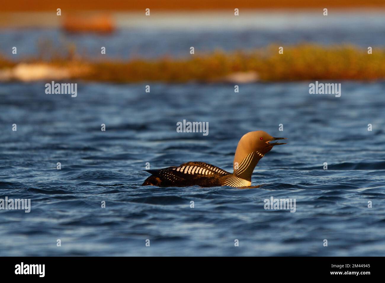 Ein erwachsener Pacific Loon oder Pacific Diver schwimmt in einem arktischen See, während er Arviat Nunavut anruft Stockfoto