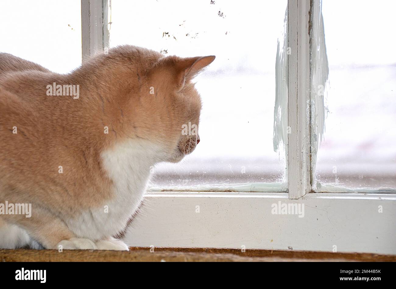 Nahaufnahme einer goldenen und weißen Katze, die durch ein dreckiges Fenster starrt Stockfoto