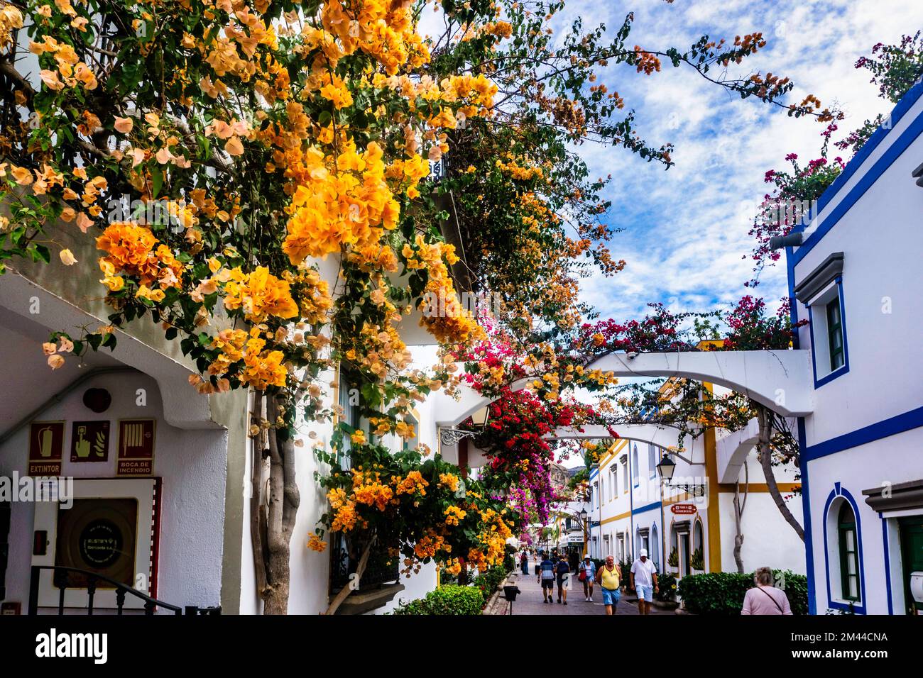 Bunte Bougainvillea-Pflanzen wachsen in einer Gasse in Logan Gran Canaria. Stockfoto