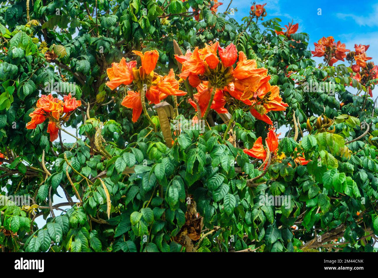 Der afrikanische Tulpenbaum, Spathodea nilotica, auch bekannt als Panchot, Flamme des Waldes, Brunnenbaum, Feuerbaum, Feuerglocke, wächst auf Gran Canaria Stockfoto