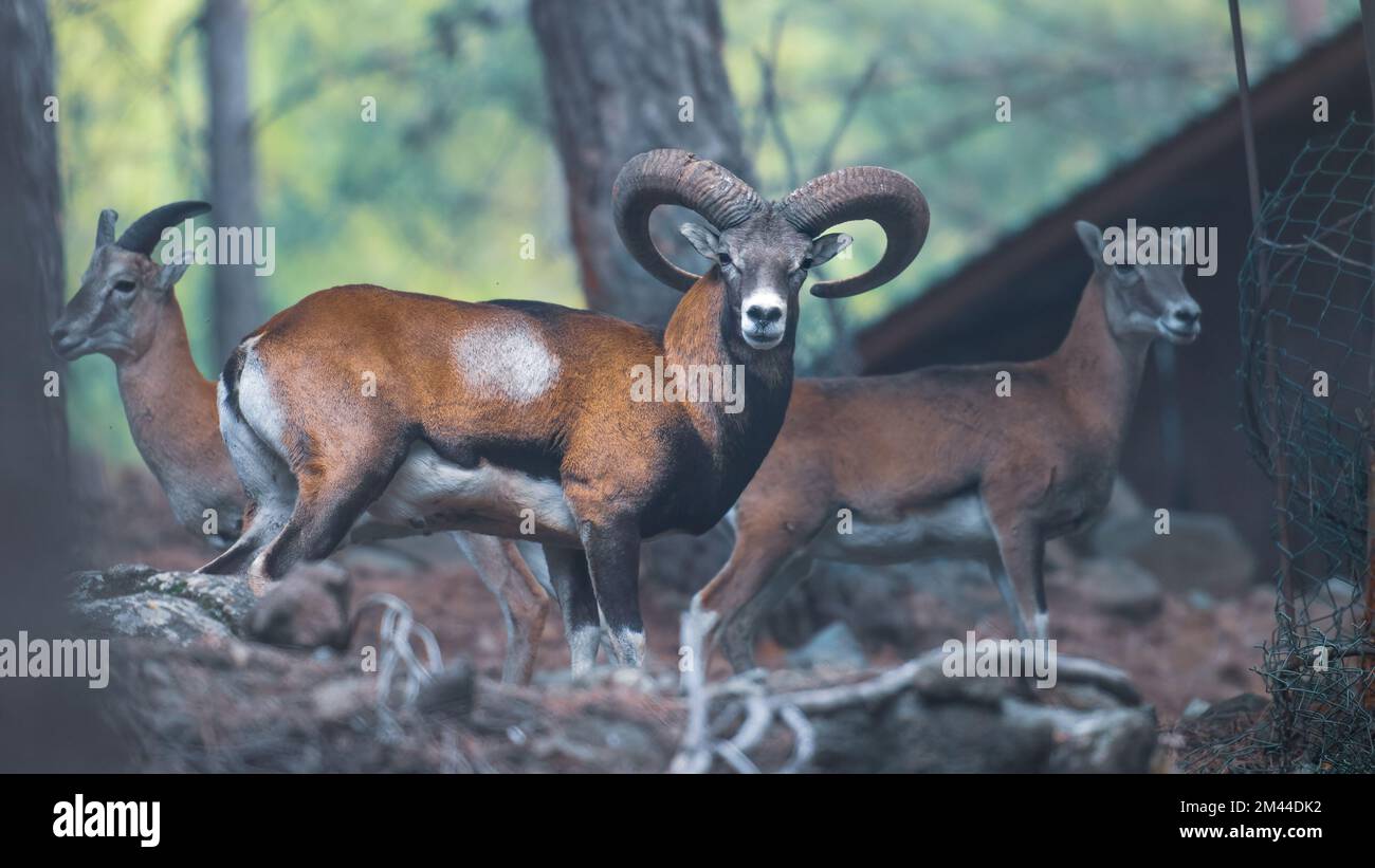 Wildtierschutz, wildes Zypernmouflon in einem Nationalreservat in den Troodos-Bergen Stockfoto