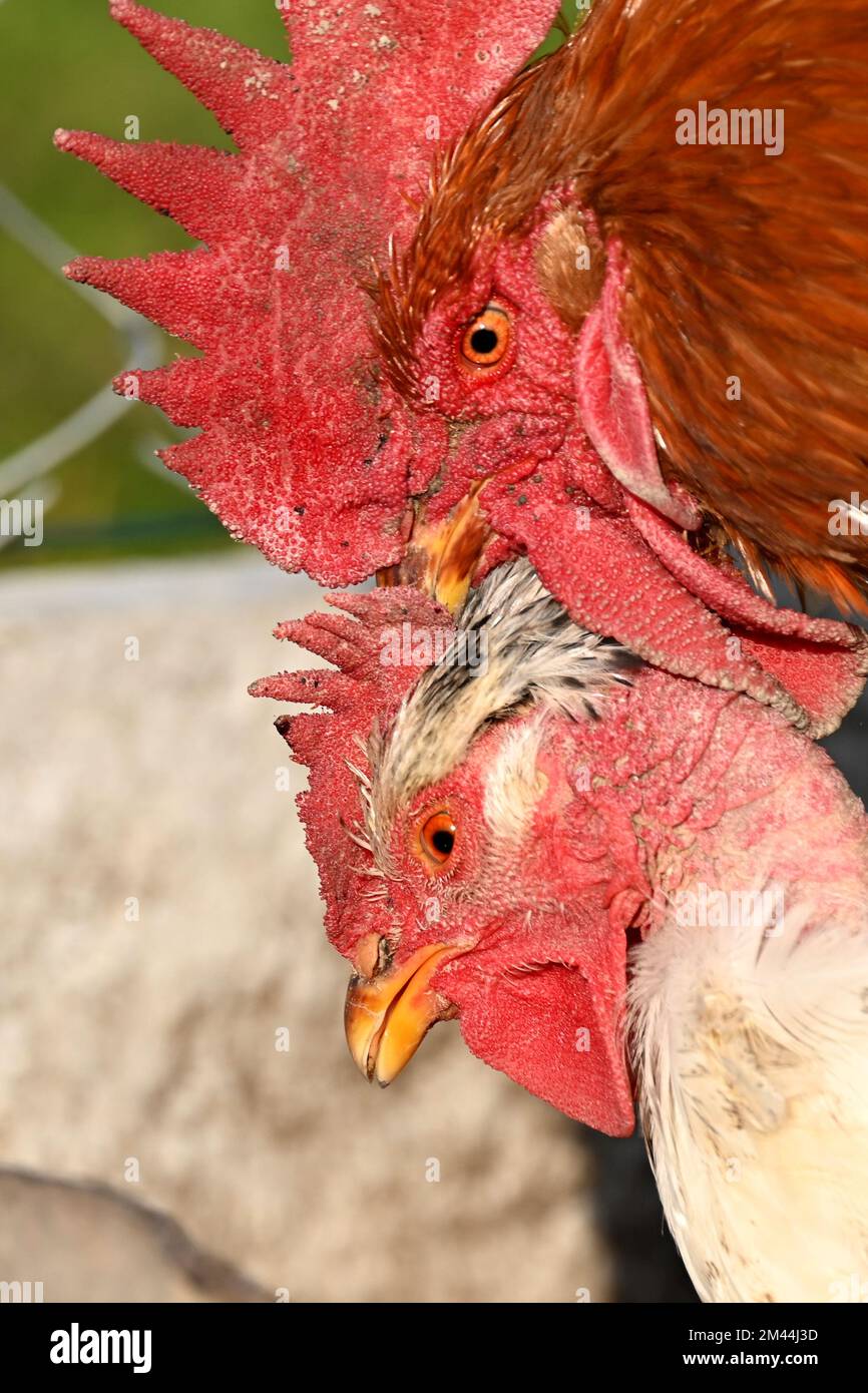 Nahaufnahme von braunem Hahn, der sich mit weißem Huhn paart Stockfoto