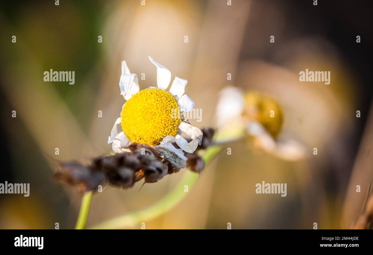 Foto einer Feldblume, Bokeh Stockfoto