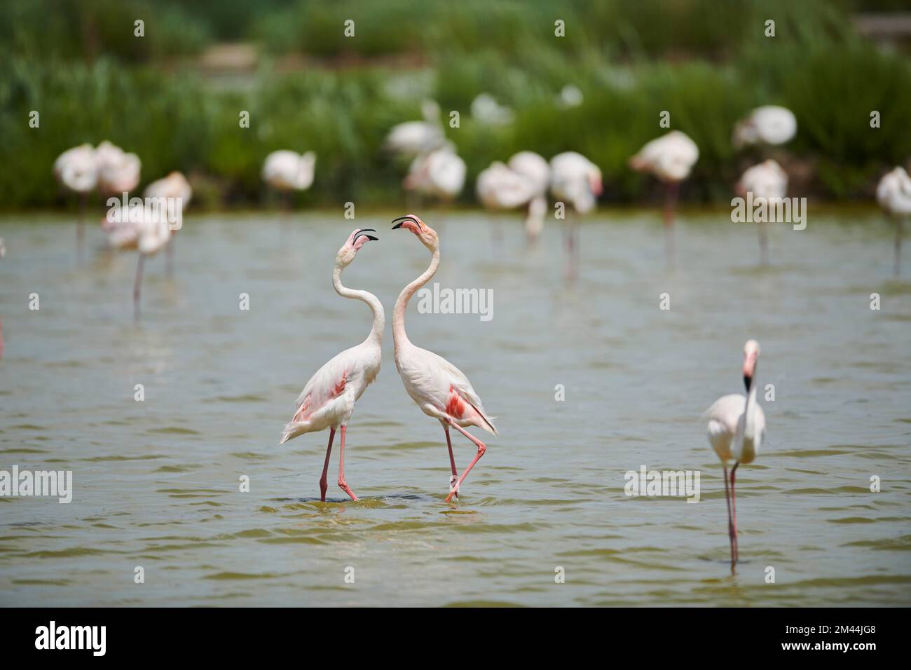 Greater Flamingo (Phoenicopterus roseus), streitet im Wasser, Parc Naturel Regional de Camargue, Frankreich Stockfoto