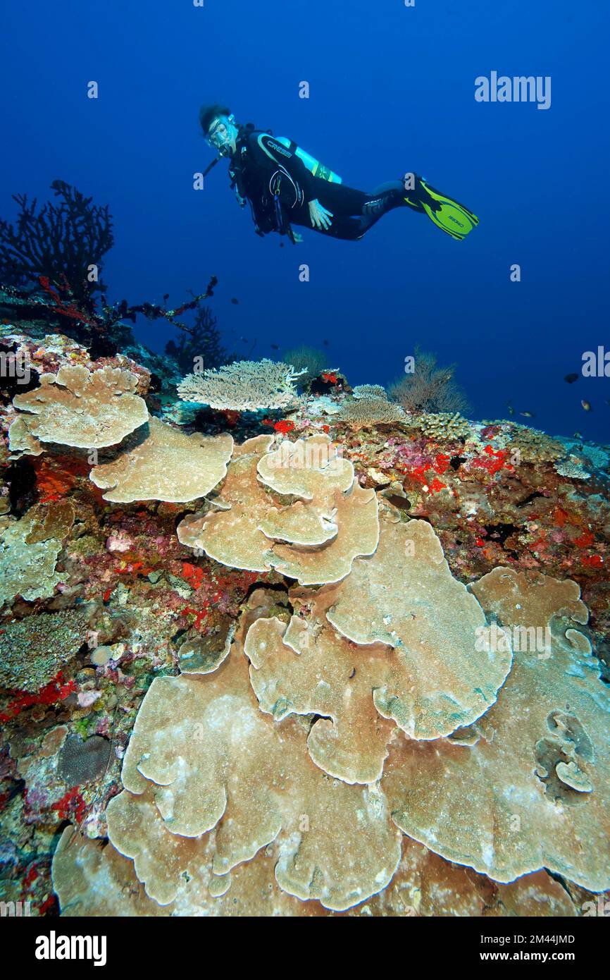 Taucher Schwimmen Tauchen über Korallenriff von Korallen, die sich am Riff aufbauen, in der Vordergrundkoralle aus kleinen Polypen (Montipora Floweri), Indischer Ozean Stockfoto