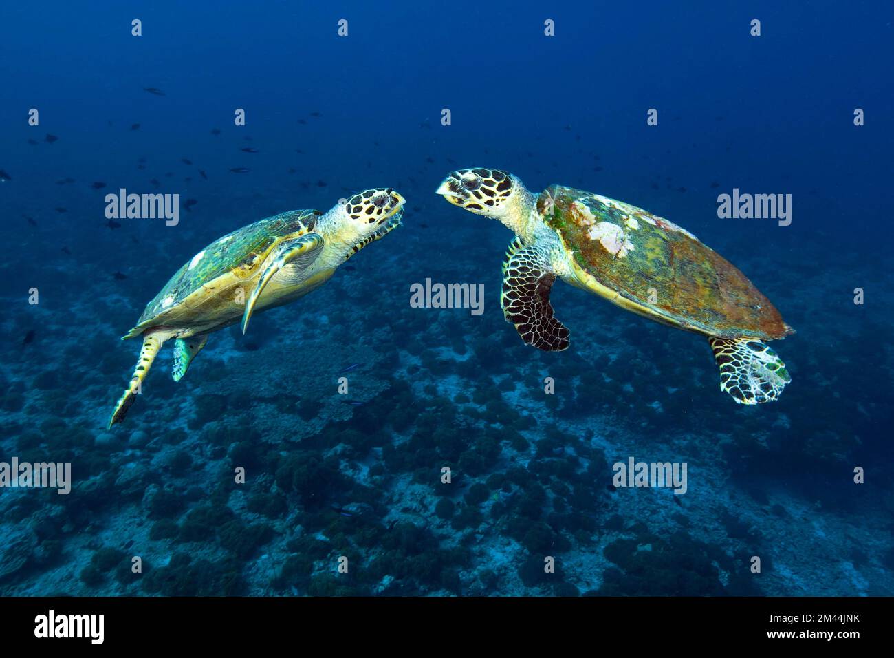 Zwei männliche Schildkröten haben Seeschildkröten (Eretmochelys imbricata) mit bedrohlichen Gestenschlachten um Territorium, Indischen Ozean, Malediven Stockfoto