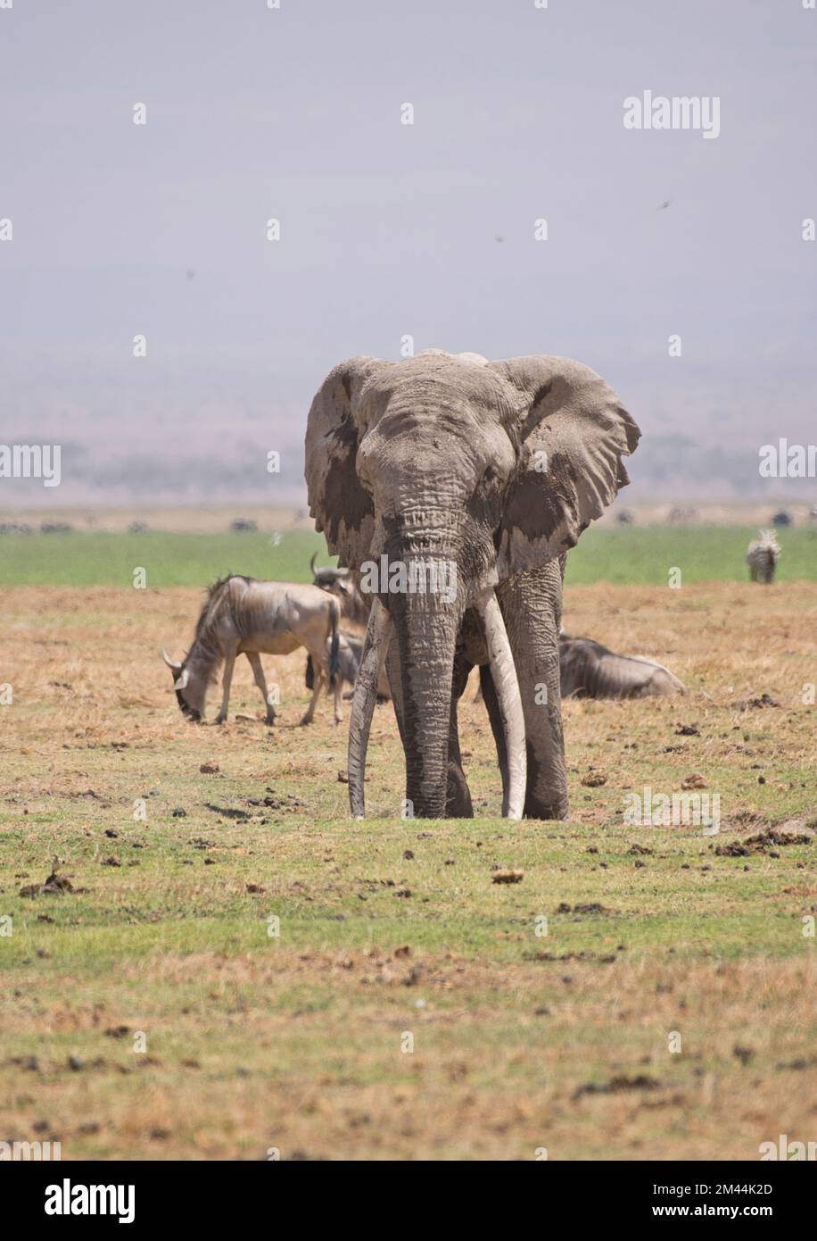 Afrikanischer Elefant (Loxodonta africana), ein großer Mann, genannt Michael vom Amboseli Trust for Elephants, genießt ein Staubbad während einer langen Dürre Stockfoto