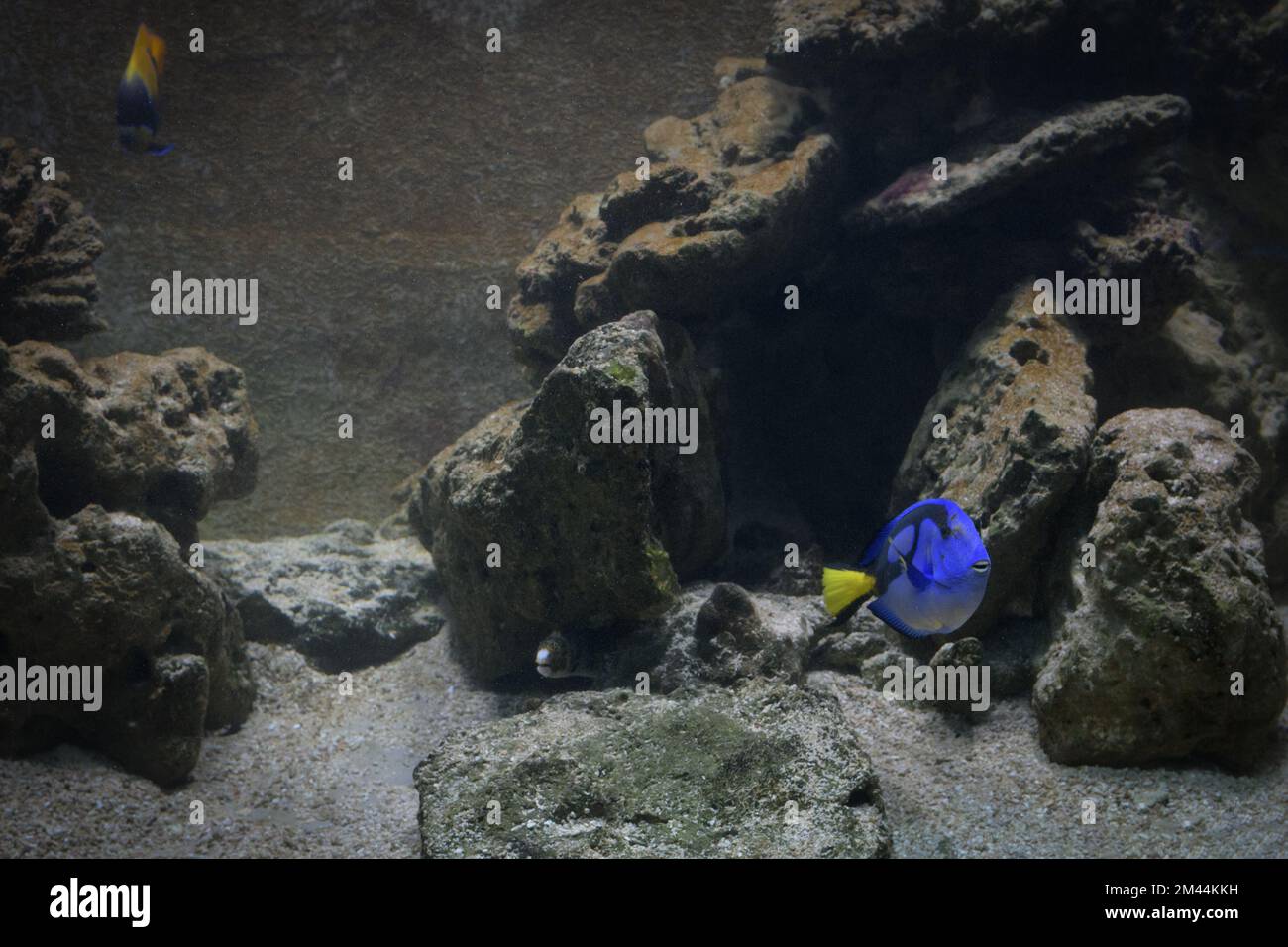 Pulverblauer Chirurgenfisch im Aquarium. Große Steine und Raum. Speicherplatz kopieren Stockfoto