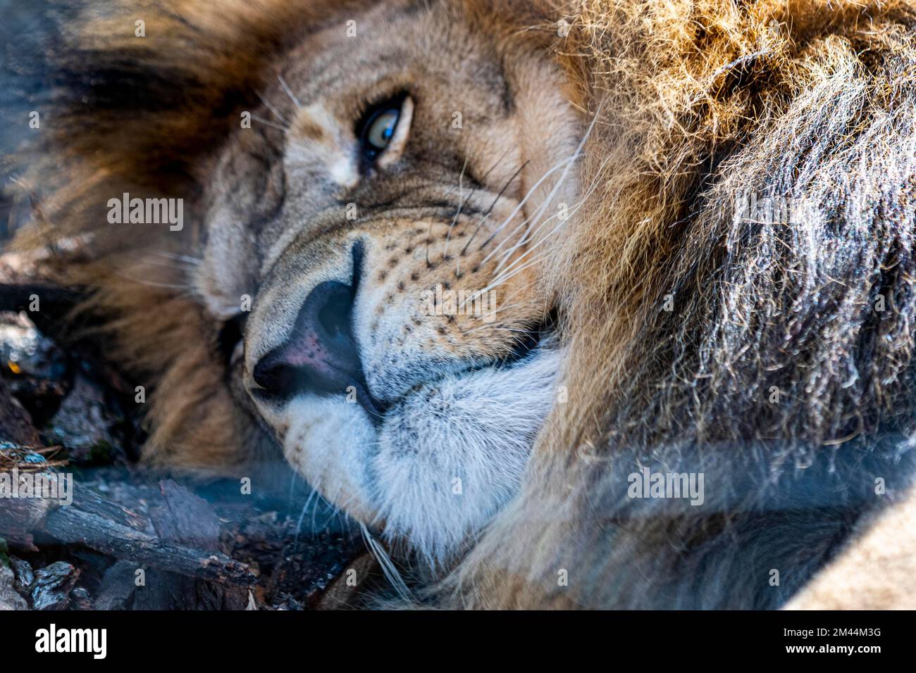 Löwe, Khabarowsk, Khabarowsk Krai, Russland Stockfoto
