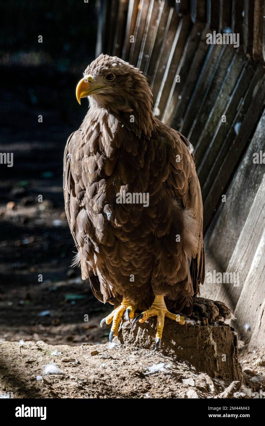Eagle, Khabarowsk, Khabarowsk Krai, Russland Stockfoto