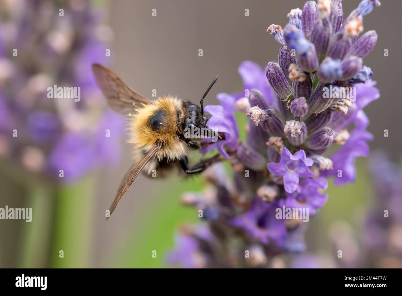 Hummel, die Fütterung auf Lavendel Stockfoto