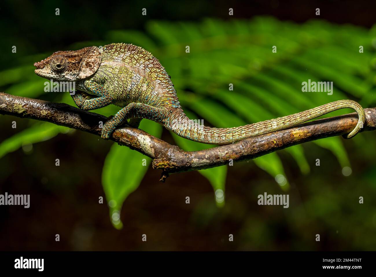 Kryptisches Chamäleon (Calumma cryptikum), Mandraka Park, Madagaskar Stockfoto