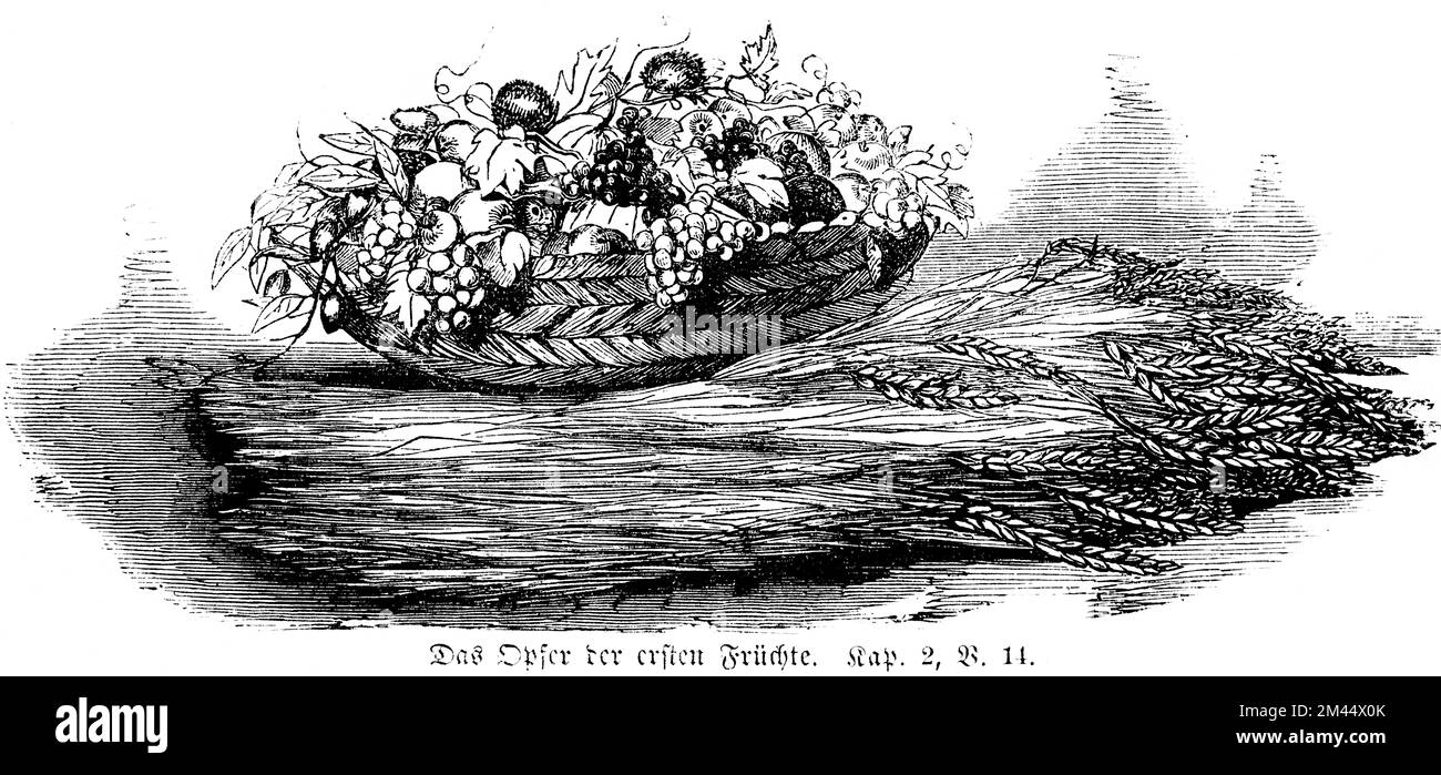 Das Angebot der ersten Früchte, Buch der Genese, Kapitel 2, Vers 14, Bibel, Obst, Trauben, Getreide, Ähren von Mais, Korb, Historische Illustration Stockfoto