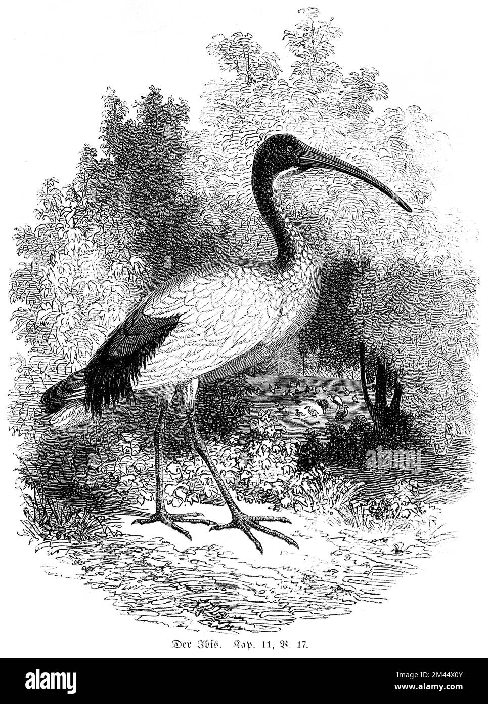 Das ibis, Leviticus, Kapitel 11, Vers 17, Bibel, Wald, langer Schnabel, historische Illustration 1850 Stockfoto