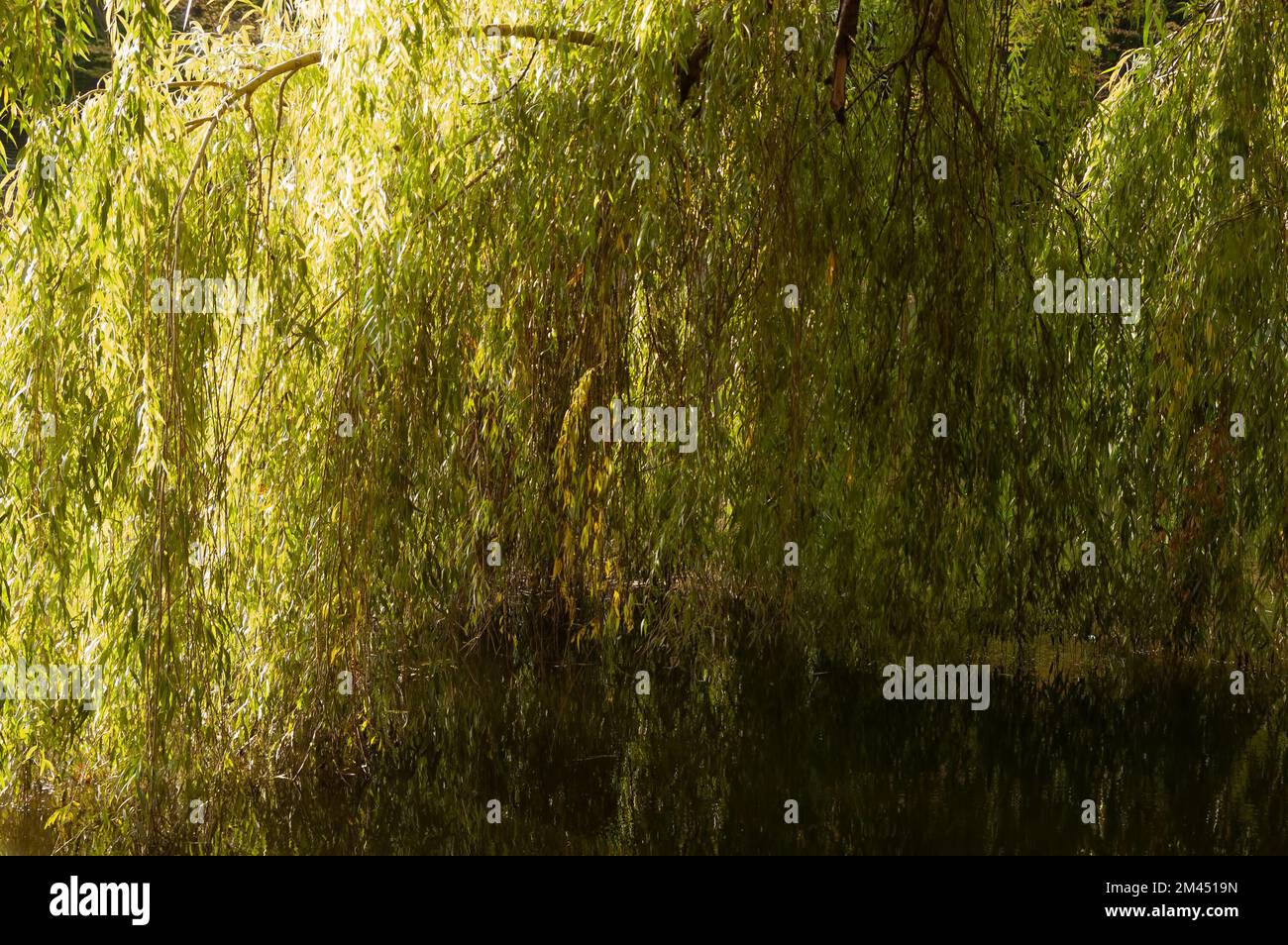 Grüne Weidenzweige baden im Wasser Stockfoto