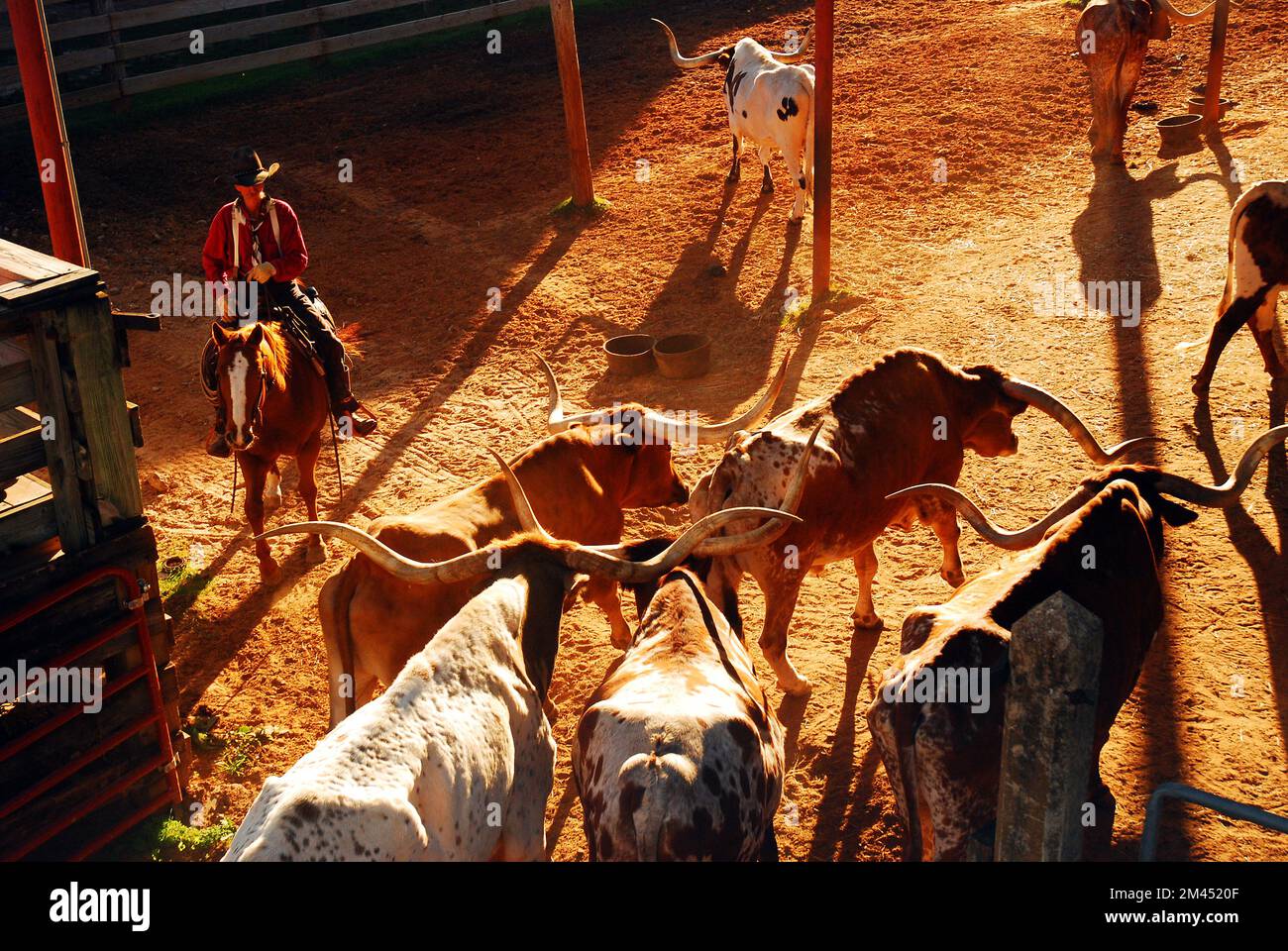 Ein reitender Cowboy beginnt die Roundup of Texas Longhorn Bulls in den Ft Worth Stockyards Stockfoto