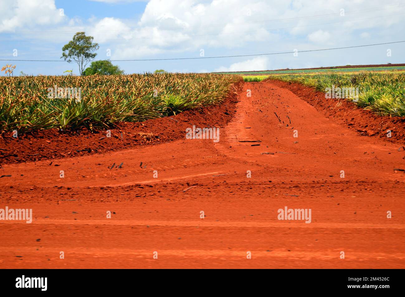An einer Kreuzung unbefestigter Straßen ist roter Lehm für den oxidierten Boden einer Ananasplantage auf Hawaii zu sehen Stockfoto