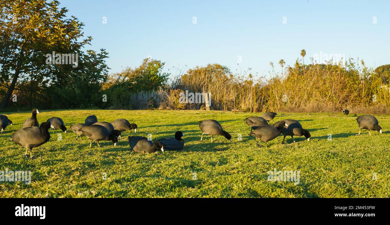Amerikanische Huren. Vogelschwarm, der das Gras am Strand in der Nähe des  Sees kneift Stockfotografie - Alamy