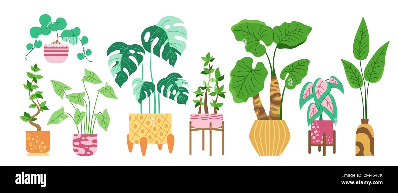 Eine Topfpflanze, ein dekoratives Cartoon-Set. Exotische Zimmerpflanzen Blumentopf für den Innenbereich. Botanisches Haus blühende Pflanzen in Topf, Monstera, moderne Topfkeramik. Isolierter flacher Dschungelvektor Stock Vektor