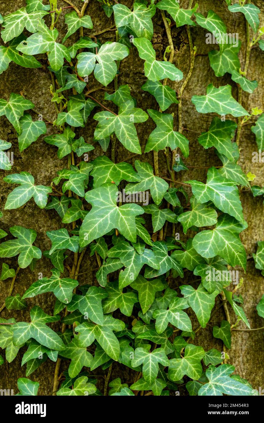 Nahaufnahme von gemeiner Efeu (Hedera Helix) mit frischen grünen Blättern, Klettern auf einen Baumstamm, Weserbergland, Deutschland Stockfoto