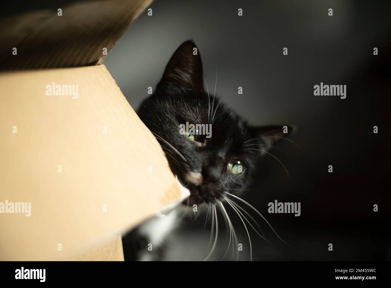 CAT und Box. Haustier zu Hause. Die Katze liebt Pappschachteln. Haustier am Morgen. Schwarze Wolle. Stockfoto