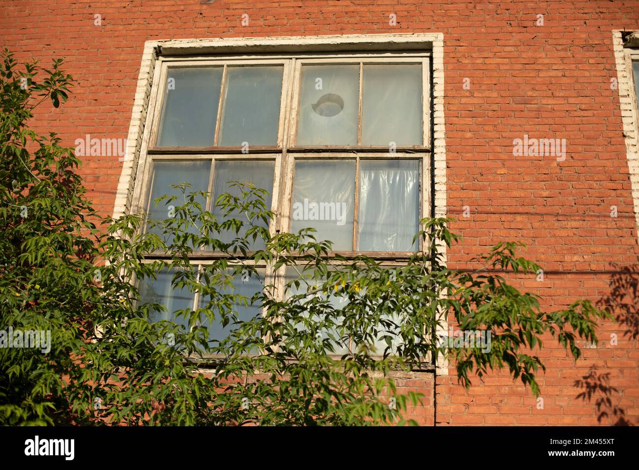 Mehr Fenster im Gebäude. Fenster in einer Ziegelwand. Baum vor dem Fenster. Altes Gebäude in der Stadt. Stockfoto