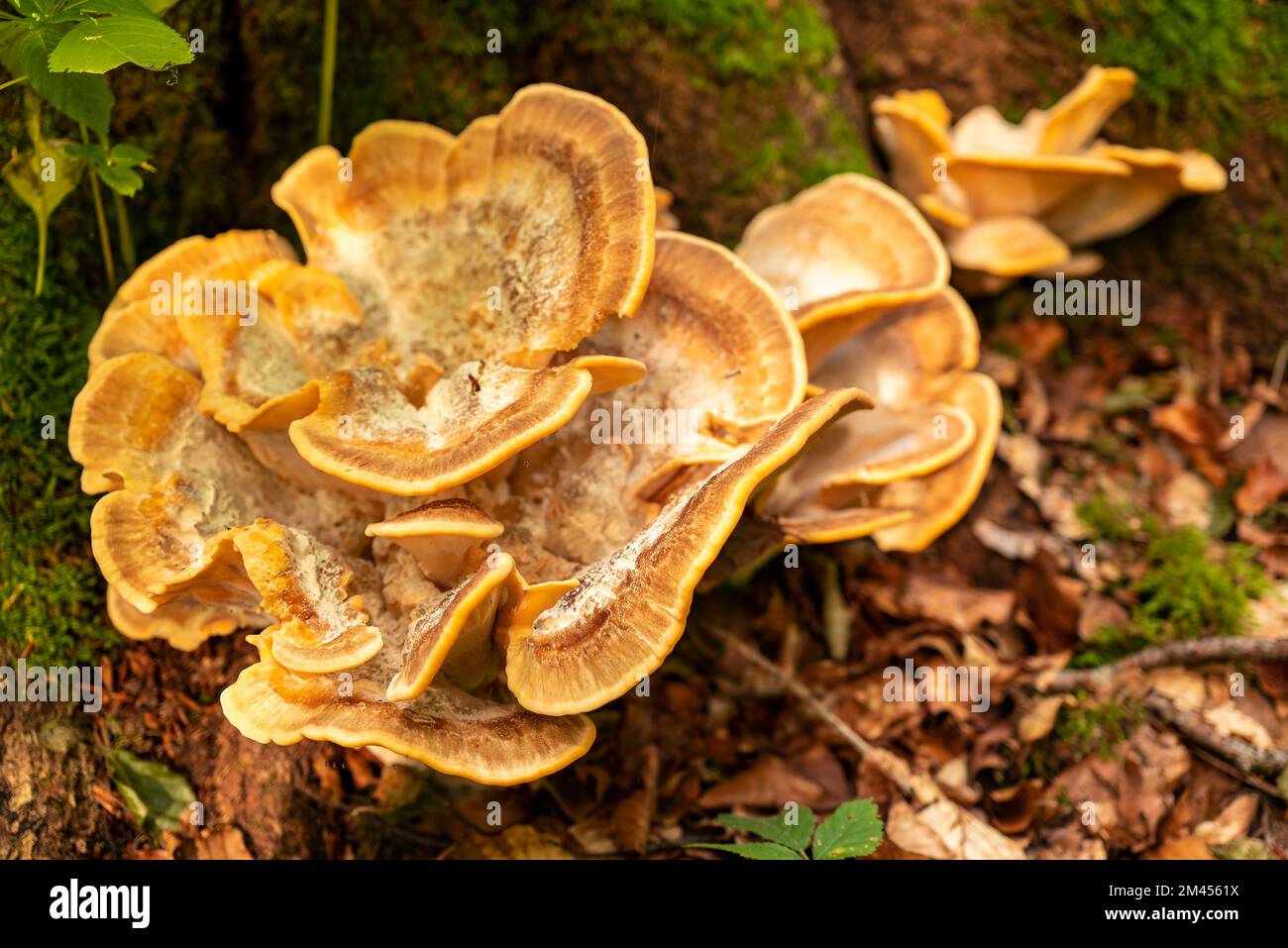 Wunderschöner gelber Halterungspilz, wahrscheinlich ein Laetiporus sulfurus (auch bekannt als Schwefelpolypore oder Hähnchen) Stockfoto