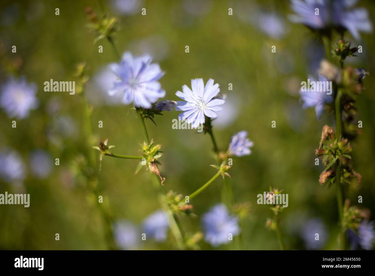 Blumen im Garten. Details der Natur. Natürlicher Hintergrund. Frühjahrsblüte. Stockfoto