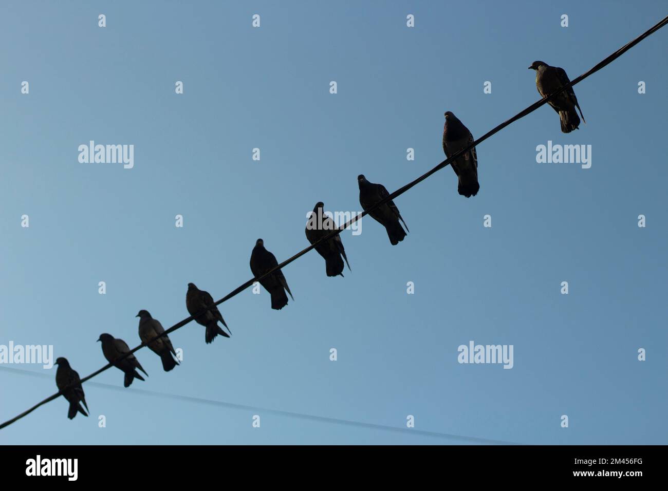 Vögel auf Draht. Tauben auf Elektrodraht gegen den Himmel. Die Silhouetten des Vogels. Tauben sitzen in Reihe. Stockfoto