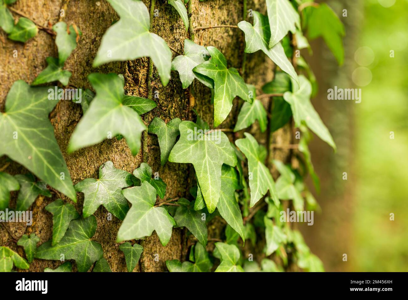 Nahaufnahme von Efeu communis (Hedera Helix) an einem Buchenstamm Stockfoto