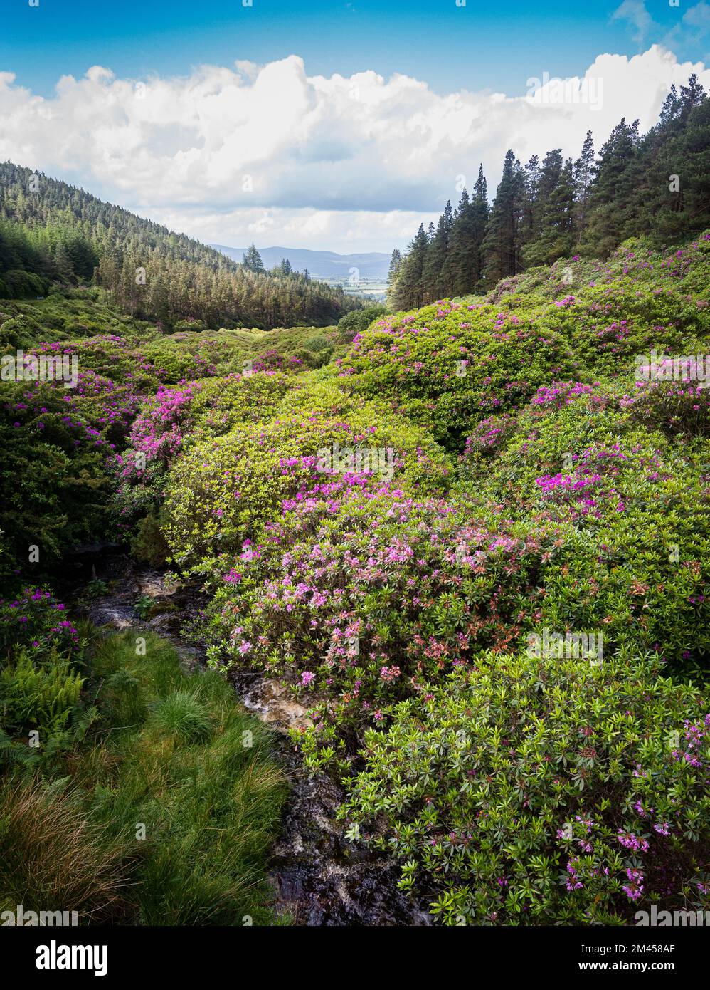 Malerisches Tal mit bunten Rhododendron-Büschen im Vee, Knockmealdown Mountains, Irland. Stockfoto